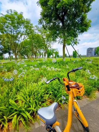 共享单车的风景