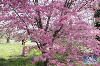 樱花雨，樱花劫