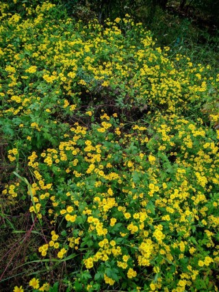 野菊花
