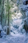 竹林听雪