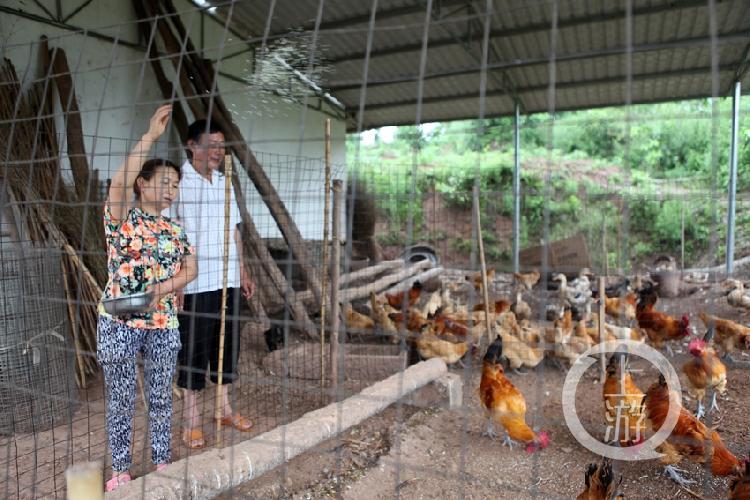 清华硕士景奇养羊喂鸡盈利100多万元 第1张 清华硕士景奇养羊喂鸡盈利100多万元 第1张