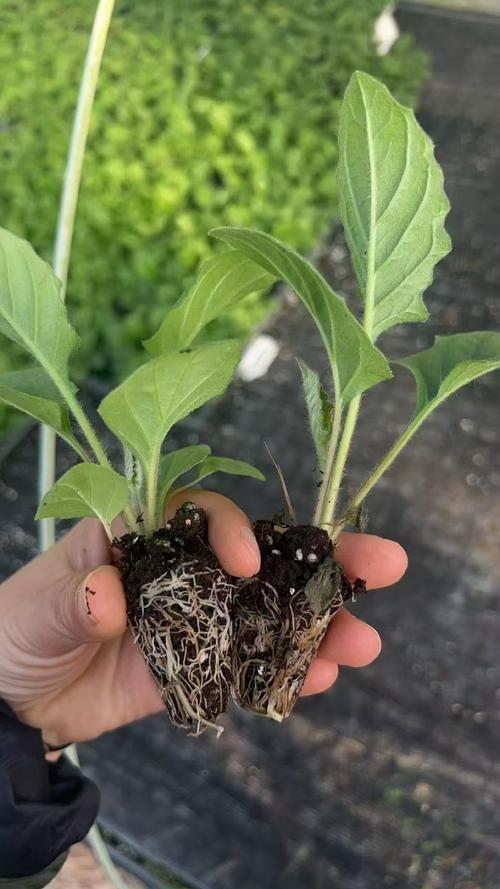 重庆潼南陈原文种植非洲菊 每亩纯收2万元 第1张 重庆潼南陈原文种植非洲菊 每亩纯收2万元 第1张