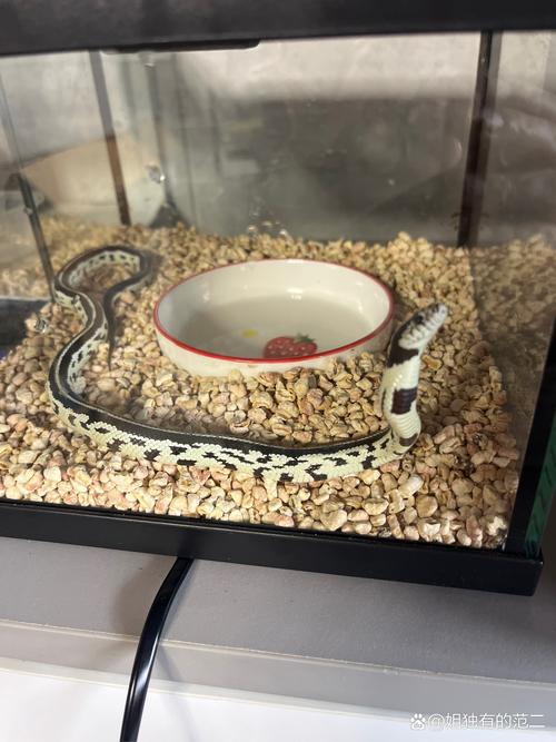 广东广宁陈天文养蛇致富,目标养10万条 第1张 广东广宁陈天文养蛇致富,目标养10万条 第1张