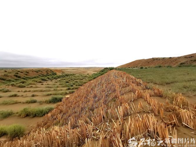 新疆治沙与致富相结合 实现旅游收入1.5亿元  第1张