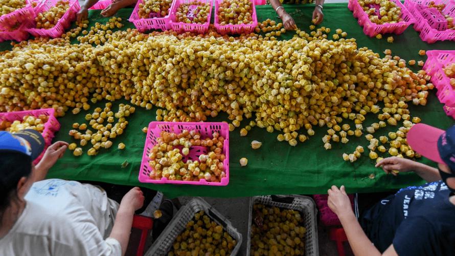 大学生村官卖婚房种植“菇娘”净赚20多万元  第1张