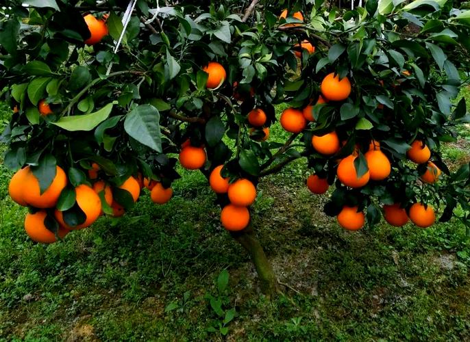 浙江婺城卖掉“八戒”种上枇杷和“红美人”柑橘  第1张