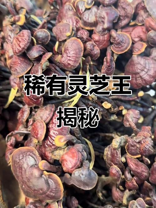 儋州农民种灵芝脱贫，每亩产值近2万元  第1张