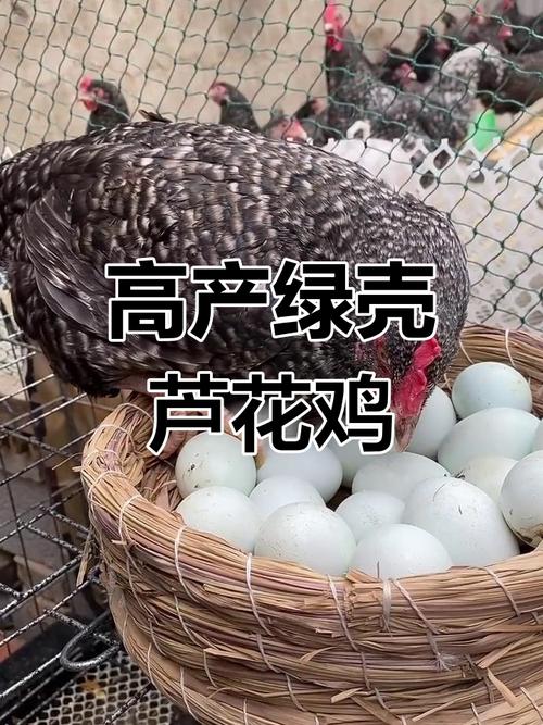 每枚鸡蛋订单排到半月后，孙立民养殖芦花鸡的故事  第1张