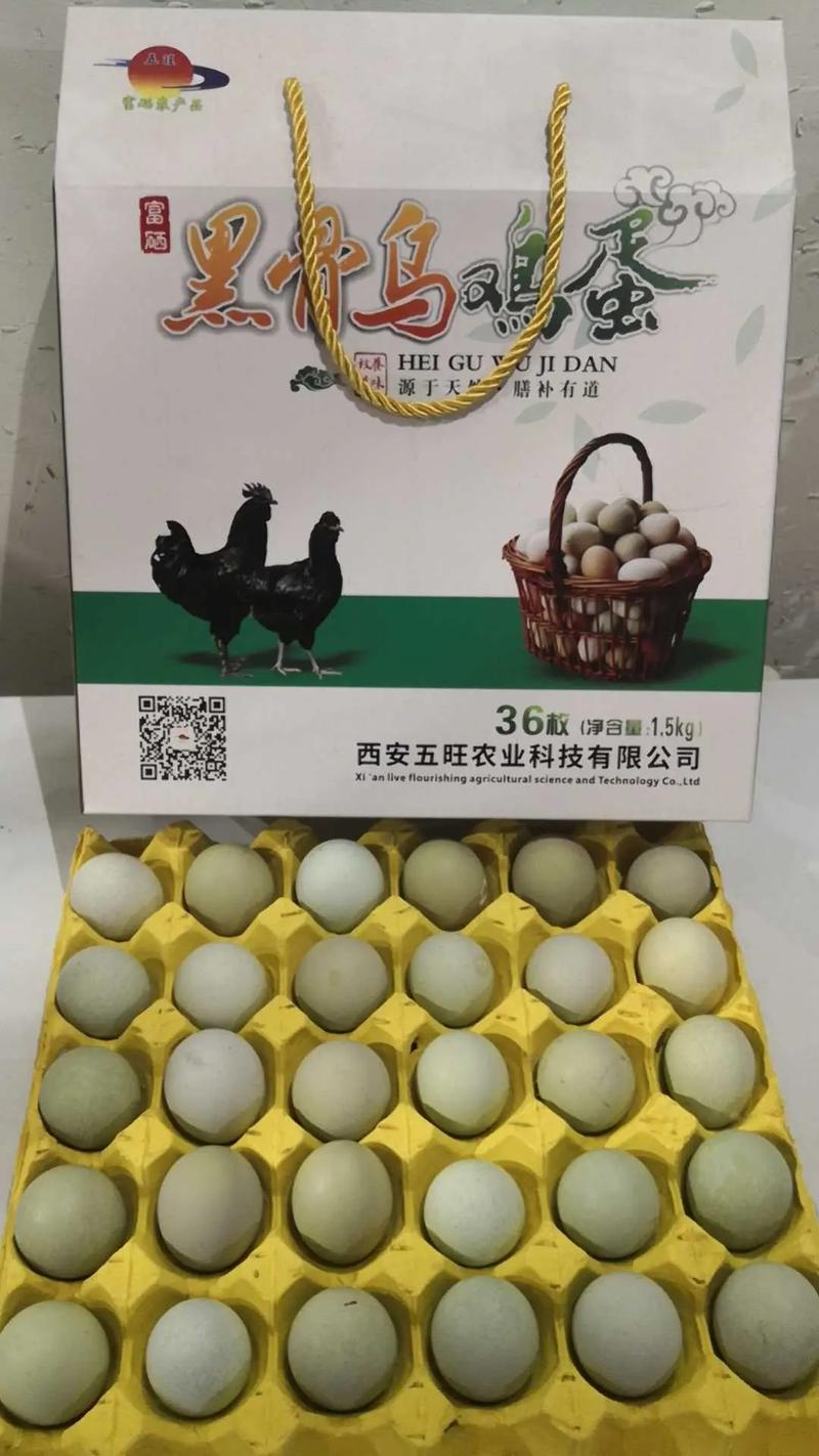 养80只绿壳蛋鸡，卖鸡蛋月收入3000多元  第1张