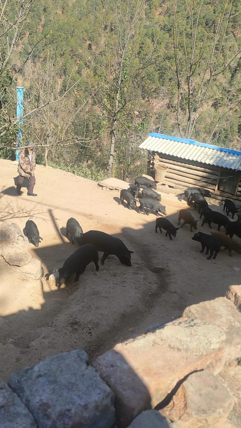 张坤:黑猪生态养殖一公斤卖60元 第1张 张坤:黑猪生态养殖一公斤卖60元 第1张