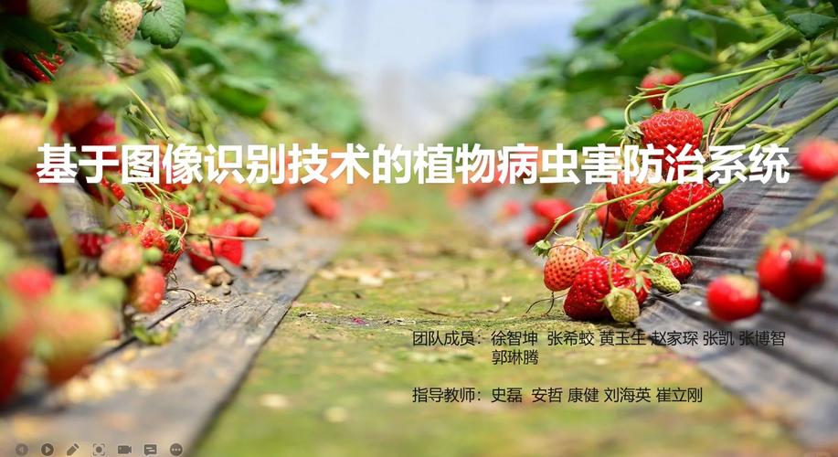 益智栽培技术及病虫防治  第1张