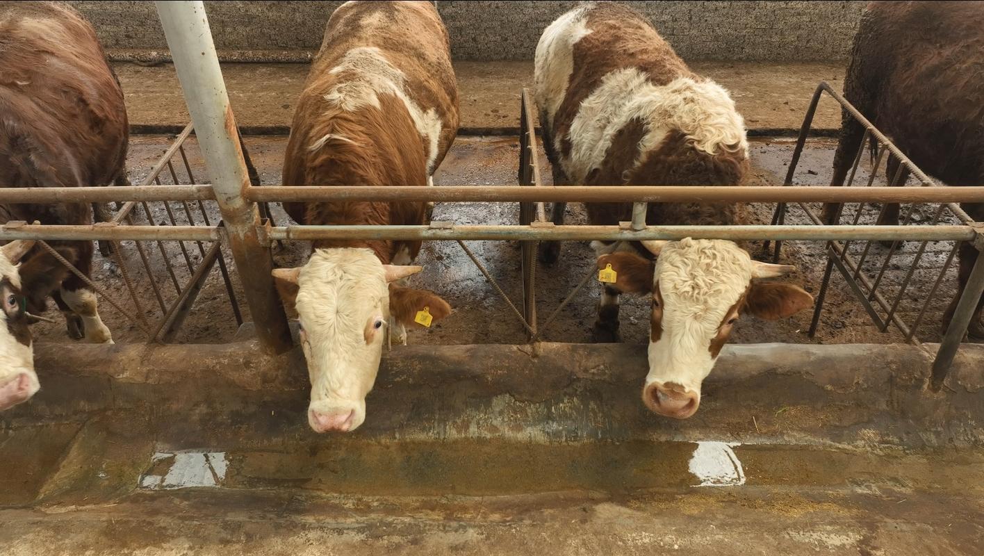 重庆丰都贫困户陈礼军养殖肉牛年收入6万元 第1张 重庆丰都贫困户陈礼军养殖肉牛年收入6万元 第1张