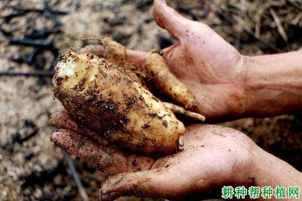 贵州黔西吴永贵荒山林地种天麻，净赚30余万元  第1张