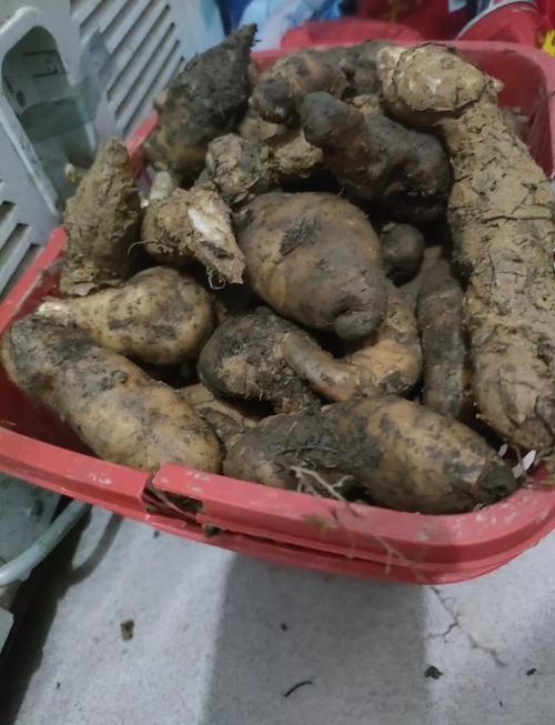 贵州德江中药材天麻成山旮旯人安家立业的产业  第1张