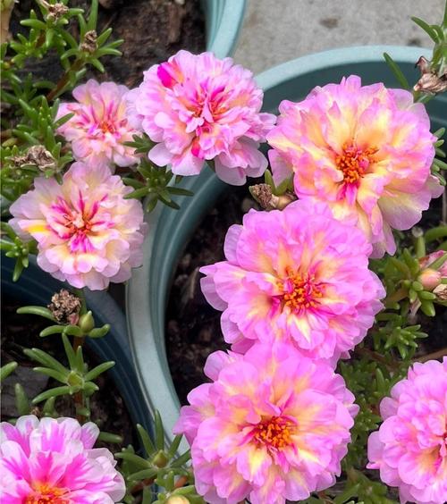 生如夏花，美如夏花  第1张