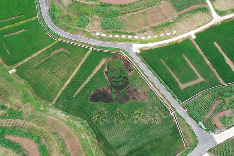 袁隆平,会种地的大师 第1张 袁隆平,会种地的大师 第1张