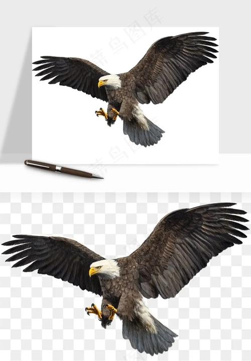 雄鹰小时候也叫菜鸟  第1张