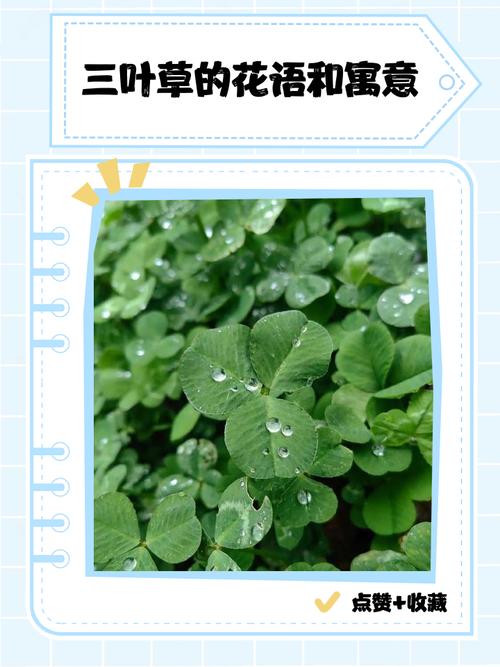 描写三叶草花优美句子（描写三叶草的优美段落）  第1张