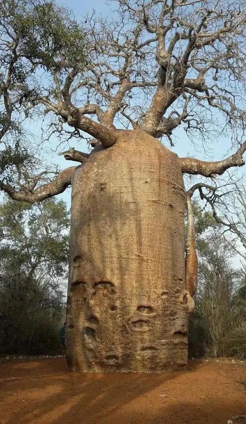 不流泪的树  第1张