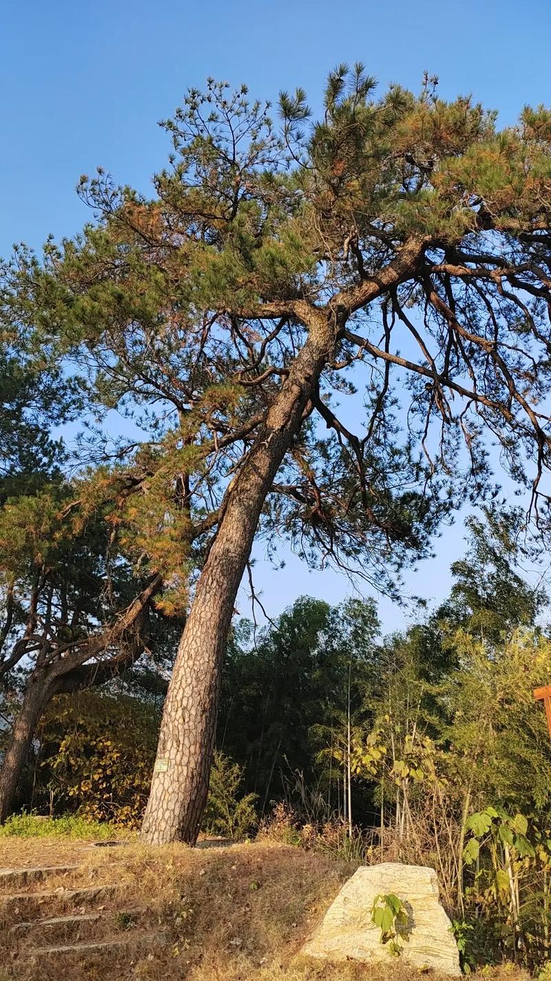 故乡的树  第1张