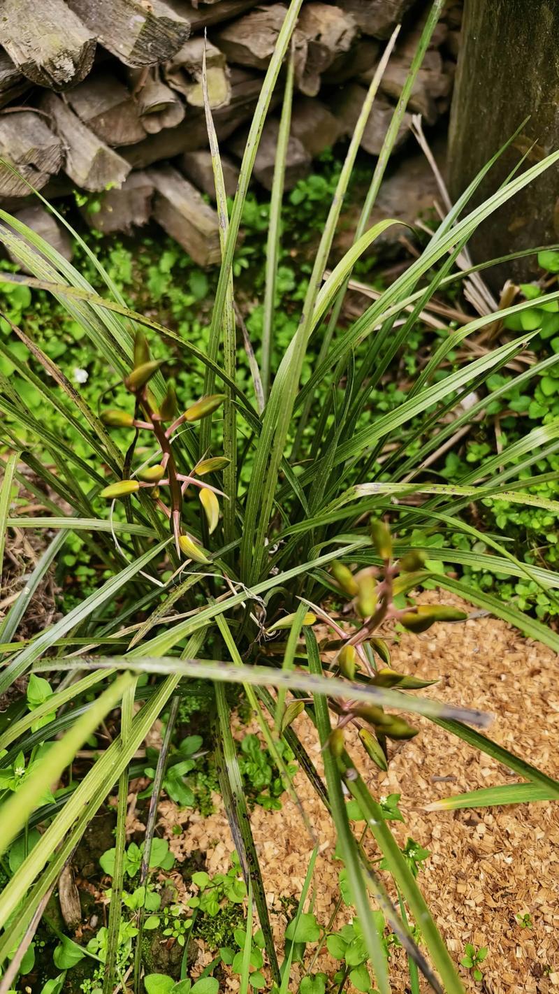 野蛮生长  第1张