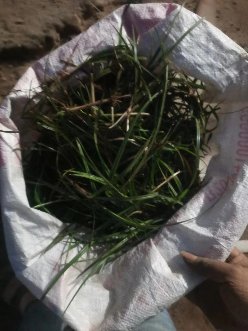 踏雪草就  第1张