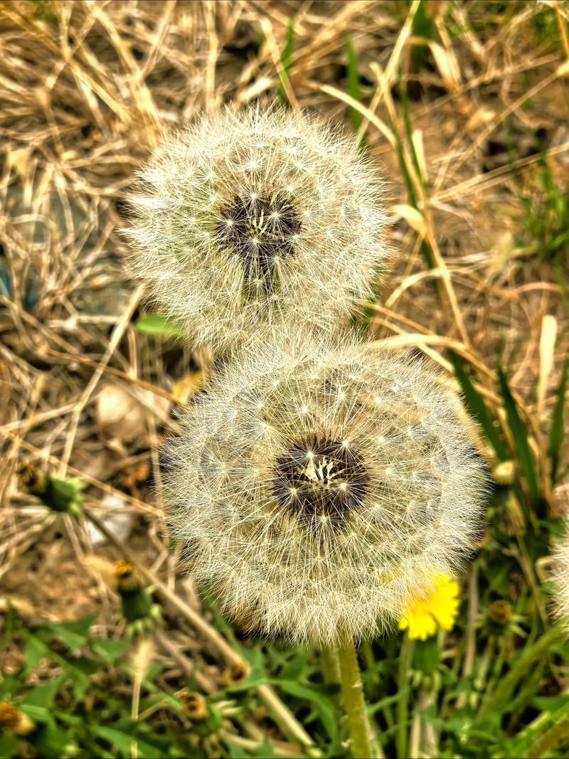 蒲公英的心愿 第1张 蒲公英的心愿 第1张