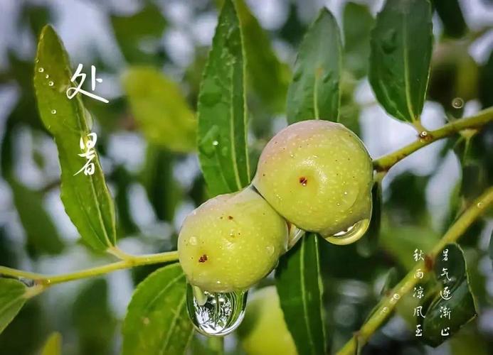 八月  处暑 第1张