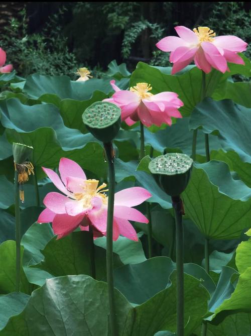 夏雨的遇见  第1张