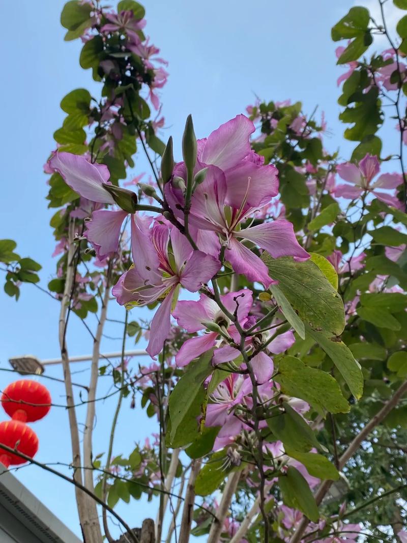 不开幌花开实花  第1张
