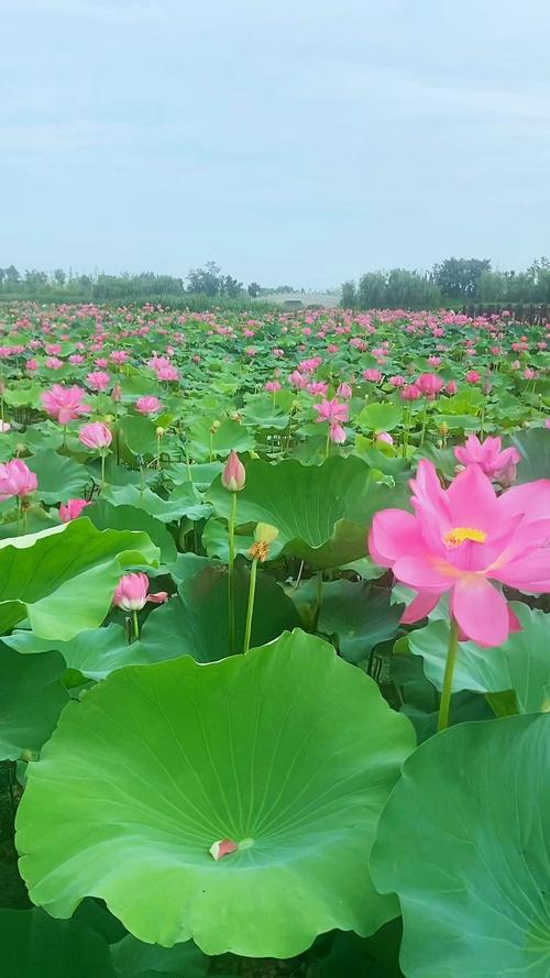 莲池有清水  第1张