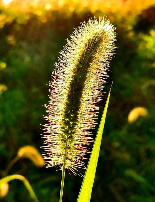 那只是棵小草  第1张