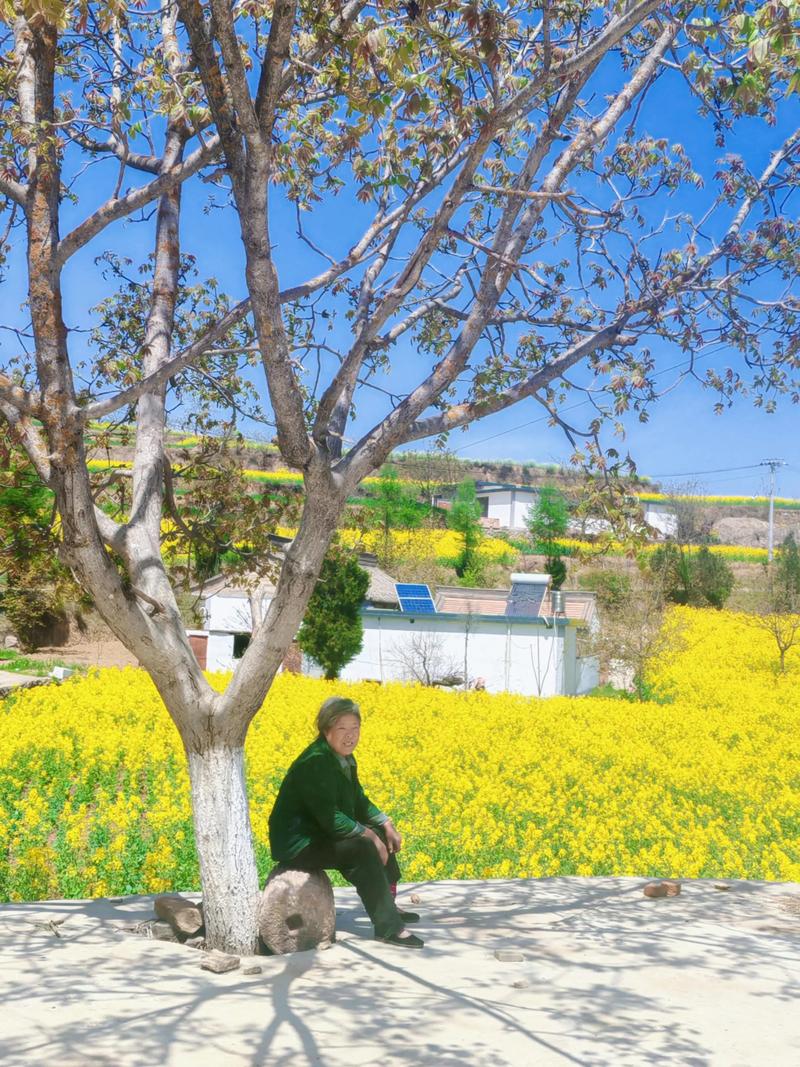 坐在树下歇歇脚  第1张