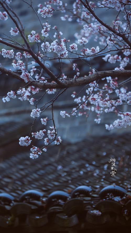 杏花春雨湿信风  第1张