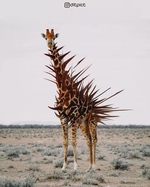 又见你“天马行空”的想象力  第1张