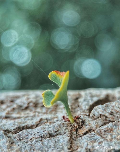 心有沙地，让爱萌芽  第1张