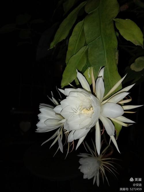 刹那芳华  第1张