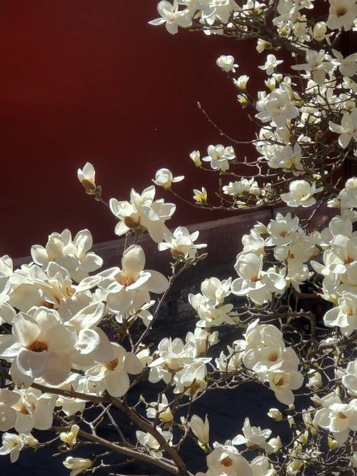 门前玉兰  第1张