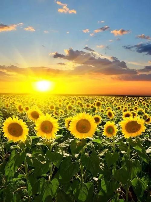 向往是一种美丽的憧憬  第1张