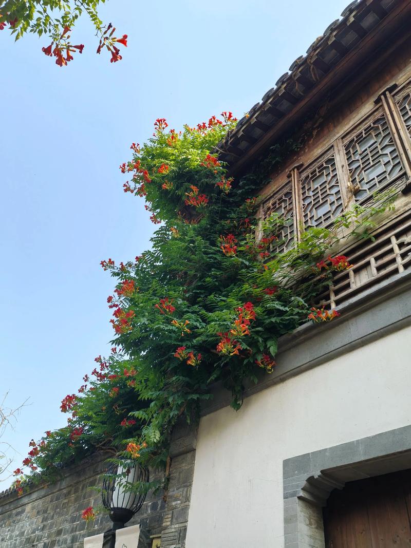 有花探出墙头来  第1张