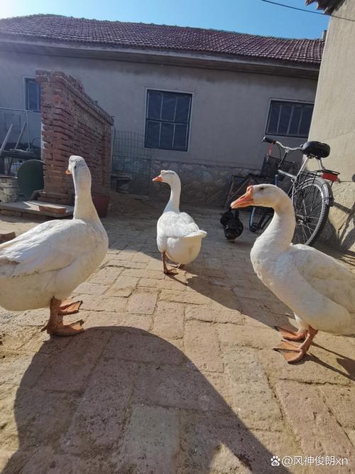 我家的白鹅  第1张