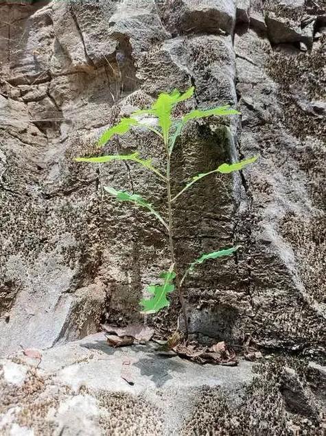 倔强中的坚强  第1张