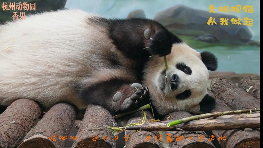 前情如笋  第1张