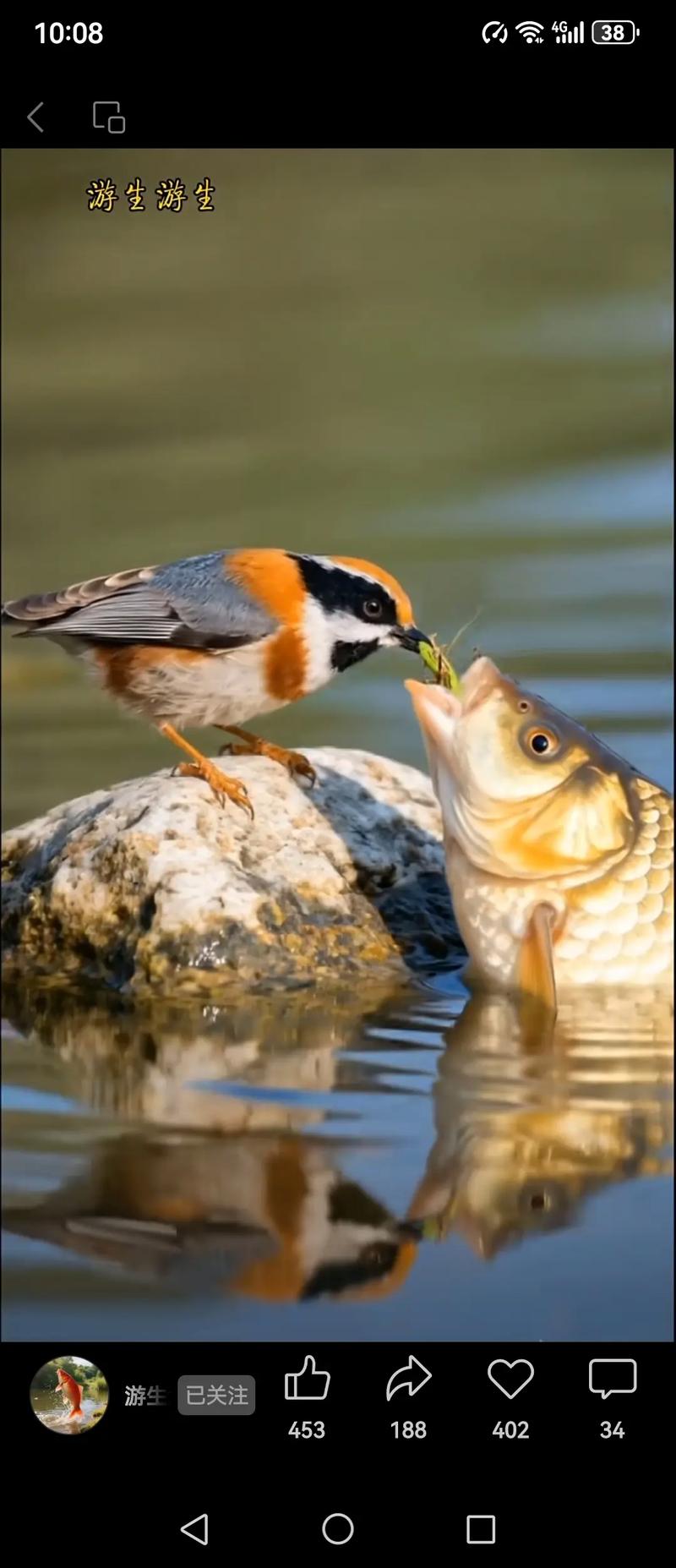 鱼和鸟的幸福  第1张