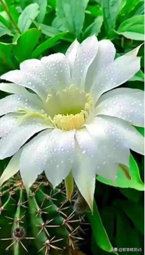 荣华花间露，富贵草上霜  第1张