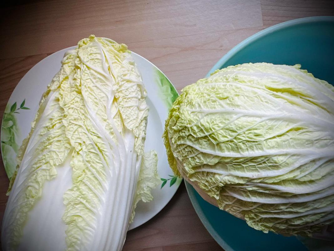 儿时的大白菜  第1张