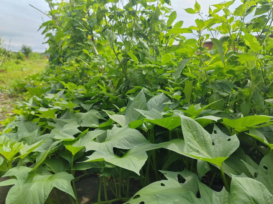 母亲的菜园  第1张