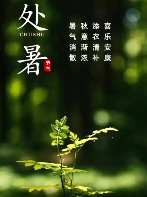 酷暑中的一丝凉风  第1张