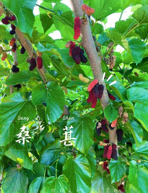 初夏时节，这里的桑葚熟了  第1张