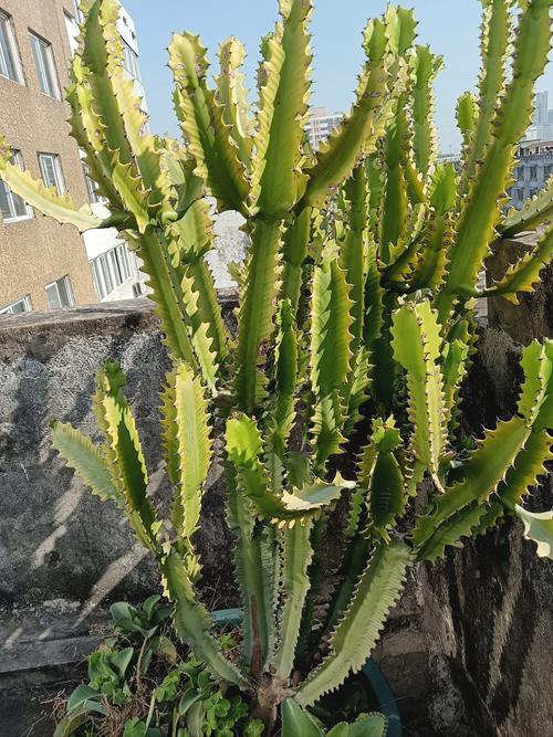 一株仙人掌  第1张